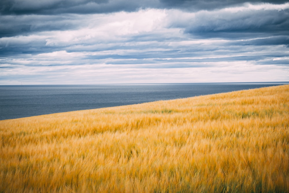 brown grass field near body of water under white clouds during daytime