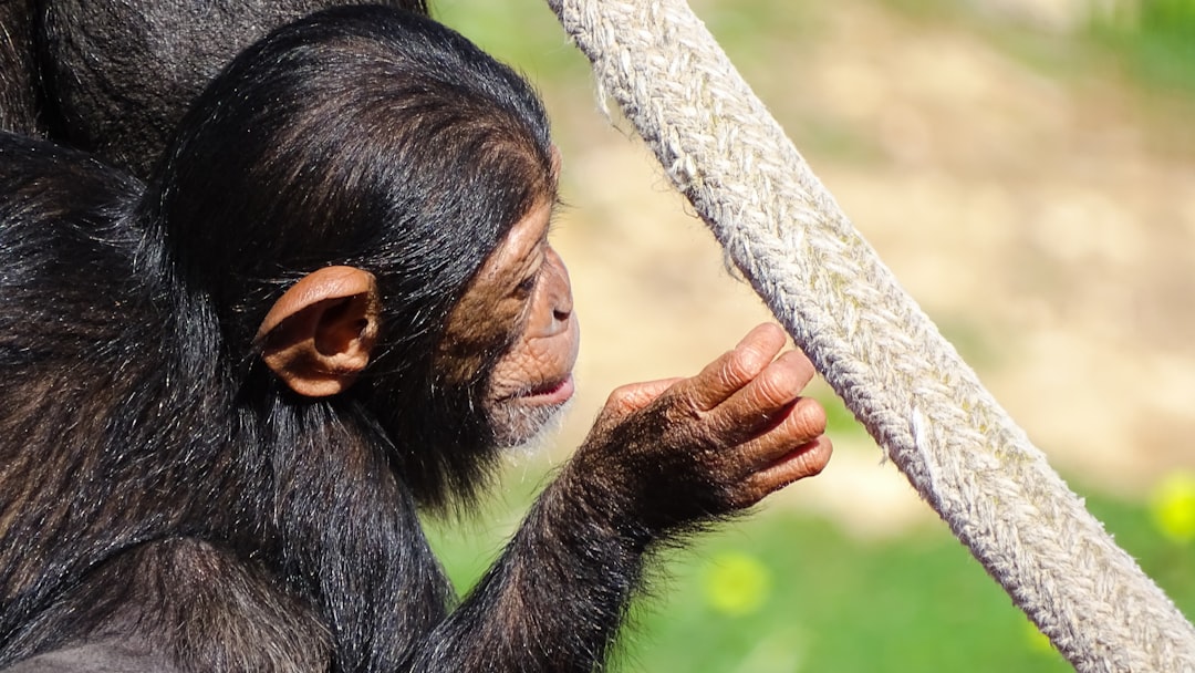 black monkey holding gray rope chimpanzee