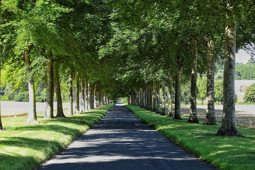 gray concrete pathway between green trees during daytime