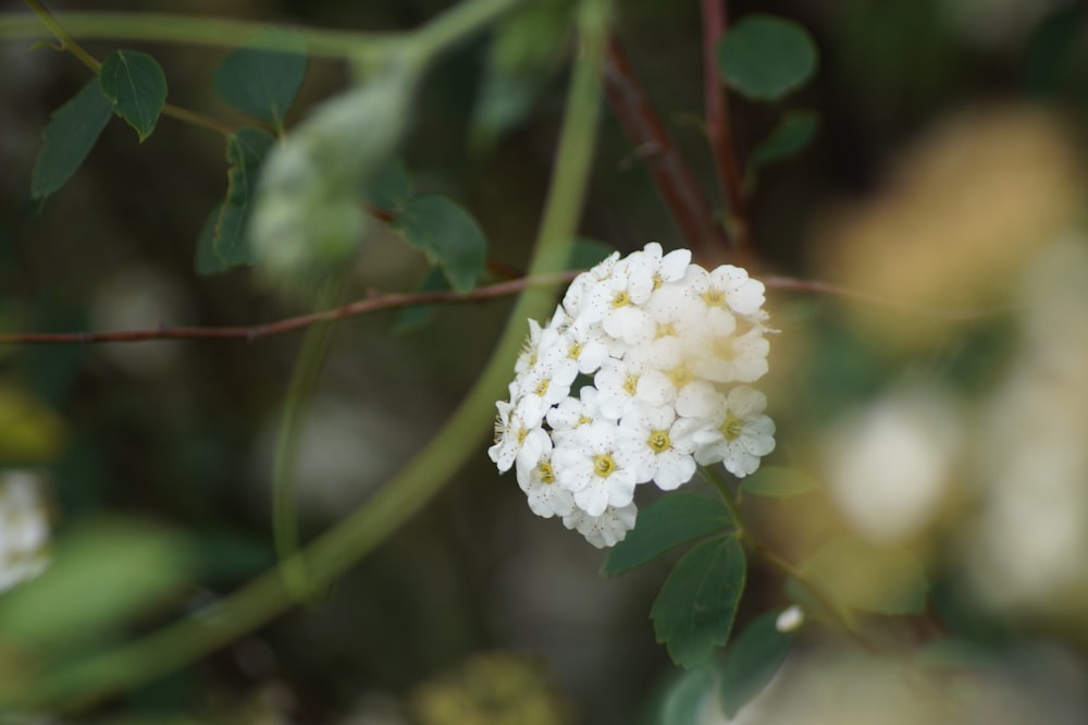 white flower in tilt shift lens