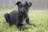 black and white short coat small dog lying on green grass field during daytime