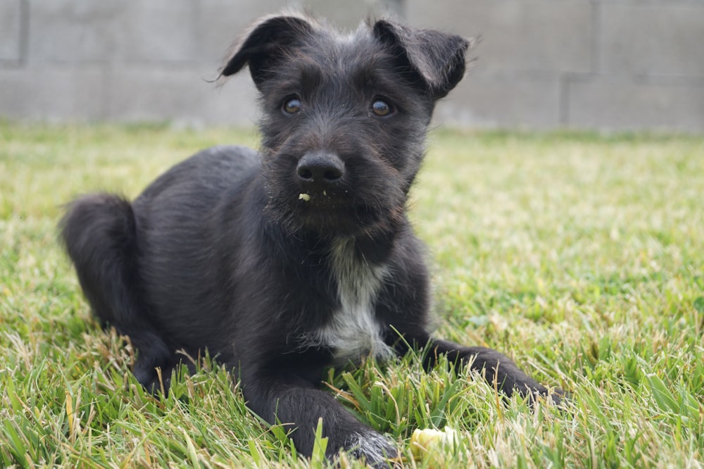 black and white short coat small dog lying on green grass field during daytime