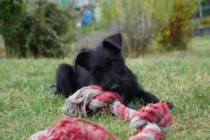 A playful puppy chewing on a rope toy outdoors with bright green grass in the background