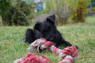 A playful puppy chewing on a rope toy outdoors with bright green grass in the background