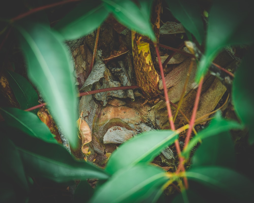 Braune und schwarze Schlange am braunen Ast