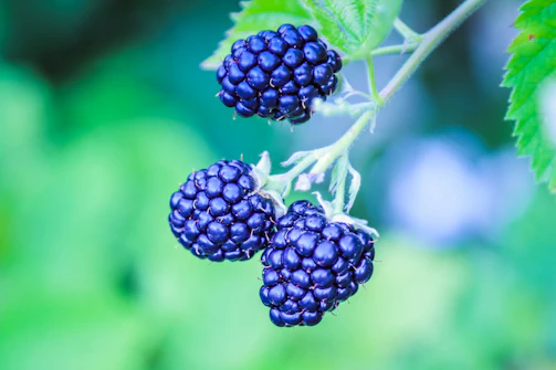 Illustration of a berry tree with ripe berries ready to pick.