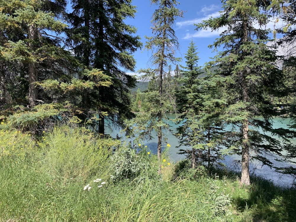 a scenic view of a lake surrounded by trees