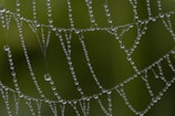Close-up of a dew-covered spider web sparkling against a soft green background.