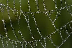 Close-up of a dew-covered spider web sparkling against a soft green background.