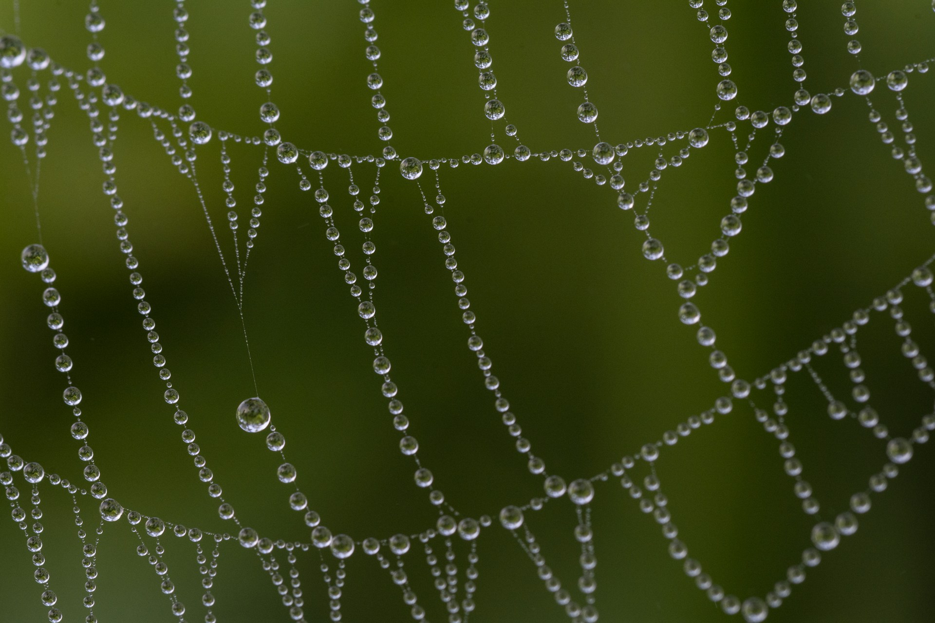 A close-up shot of a dew-covered spider web glistening in the early morning light against a soft green background.