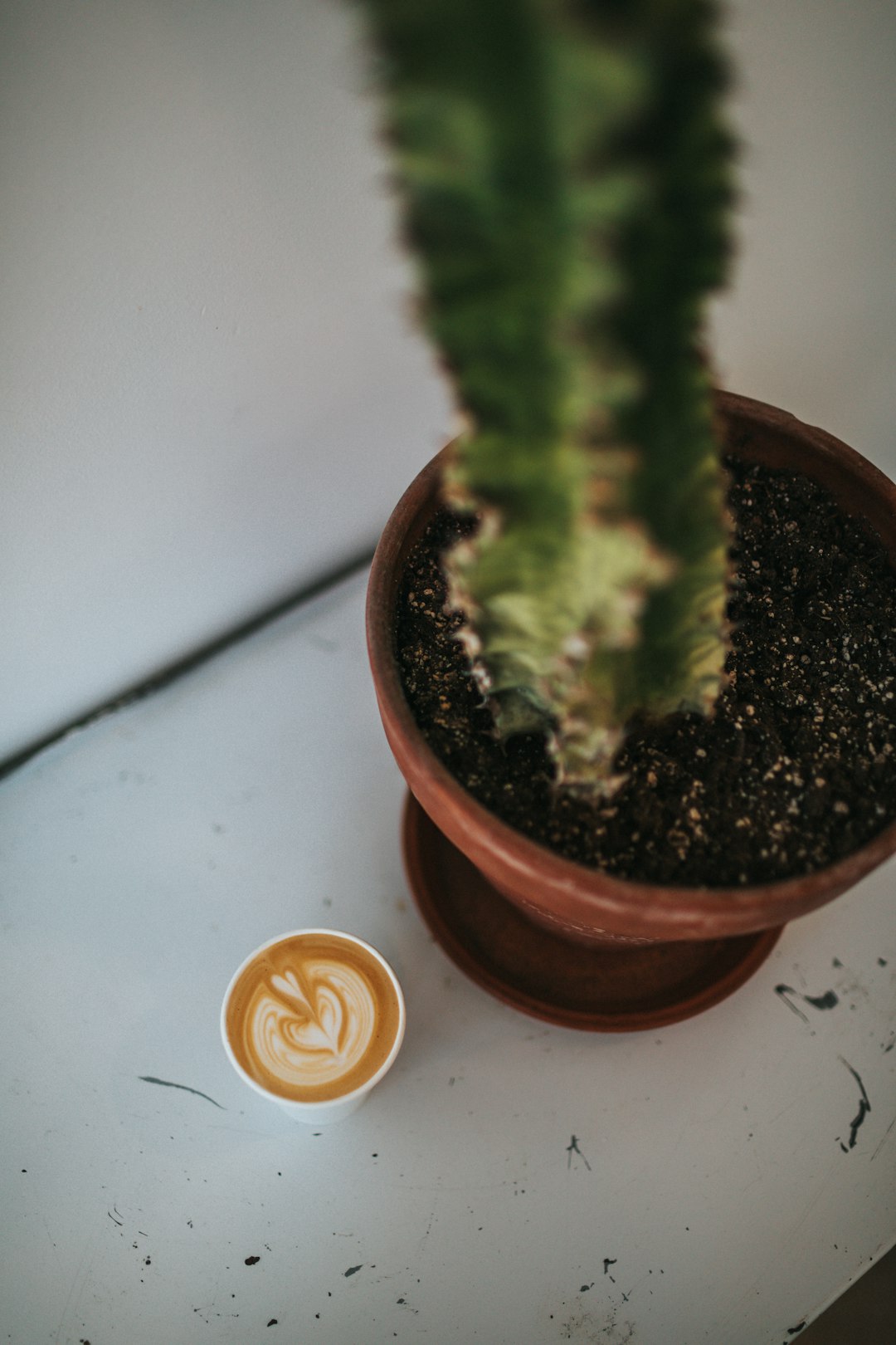 green plant on brown clay pot