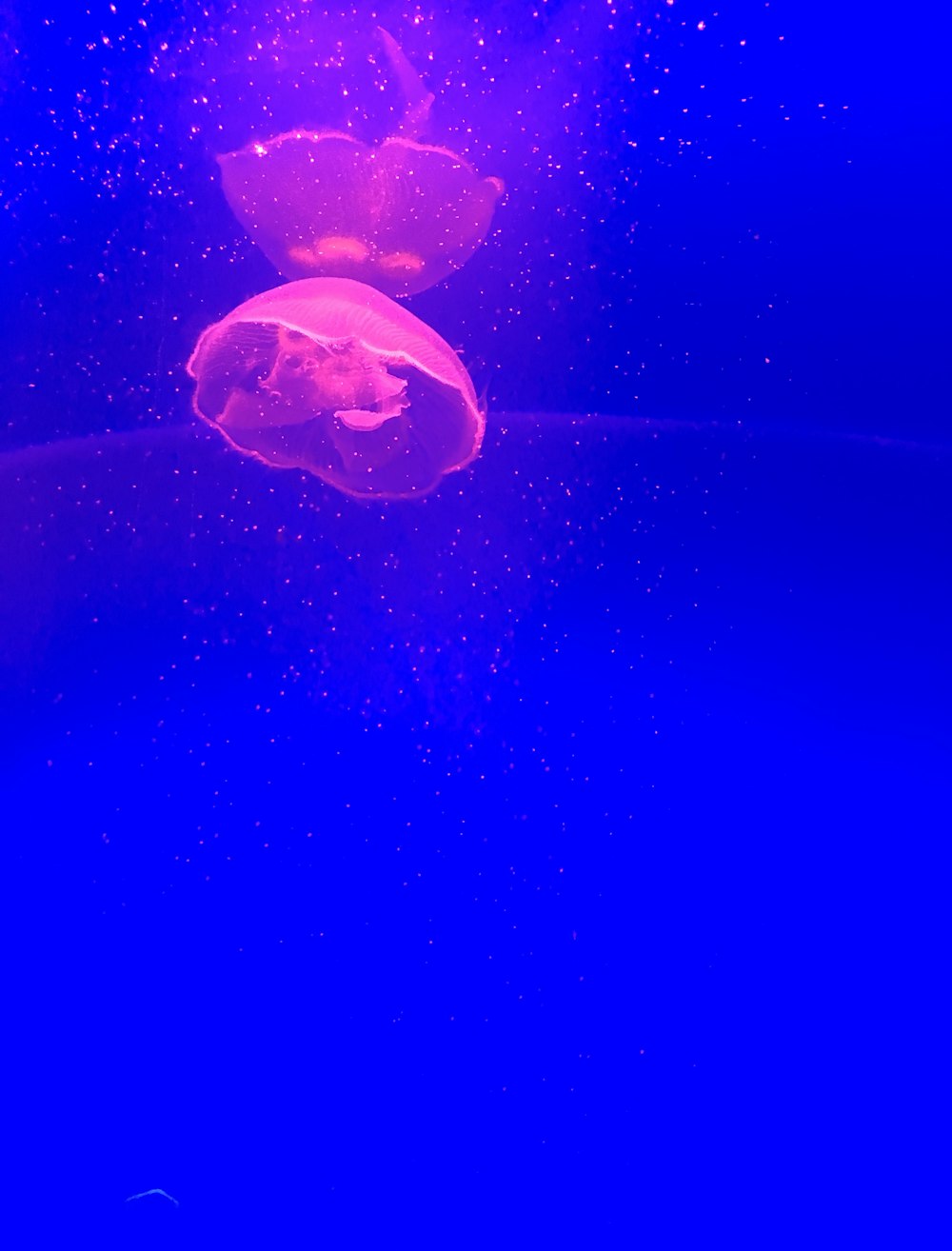 purple jelly fish on water