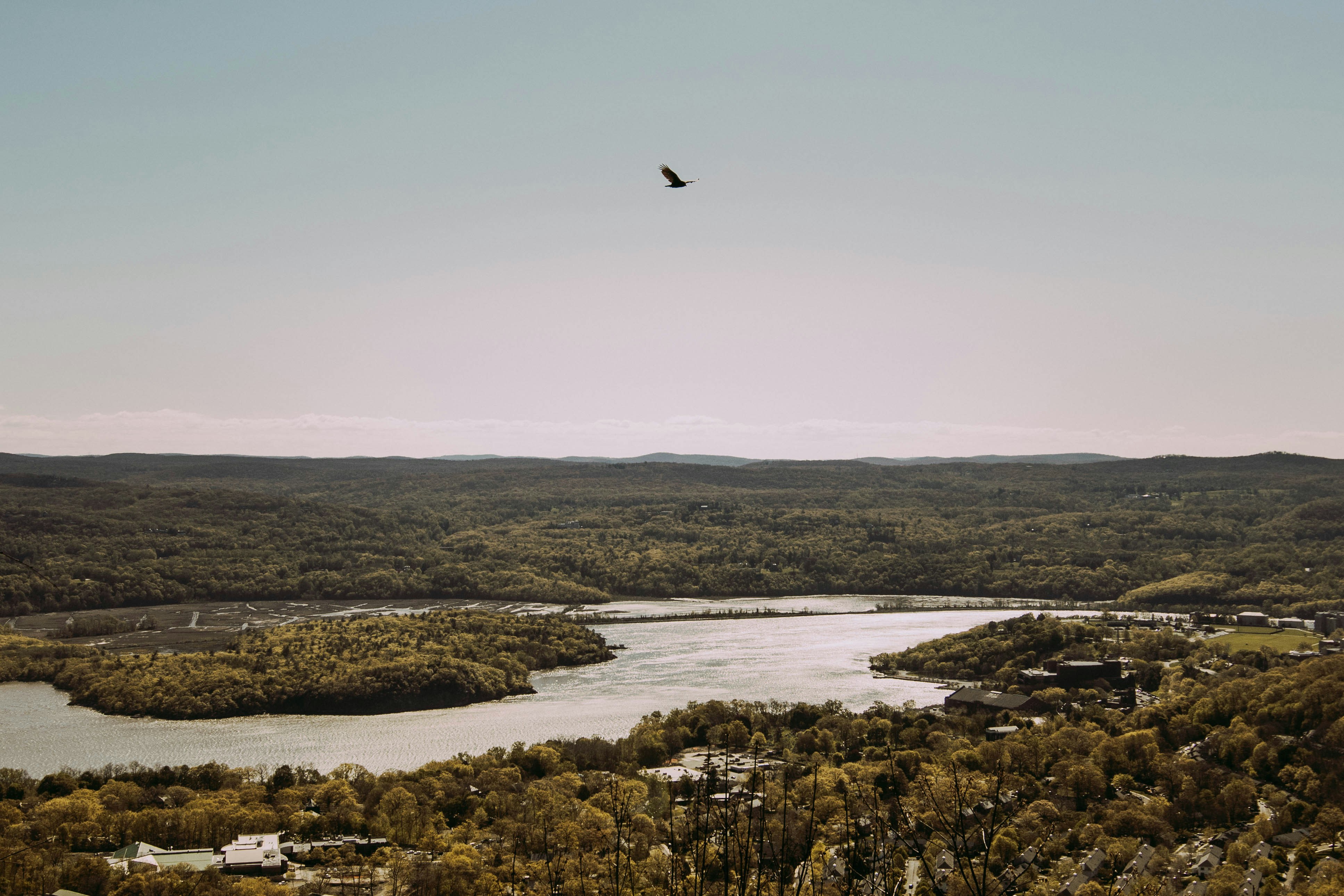 bird flying over the lake during daytime