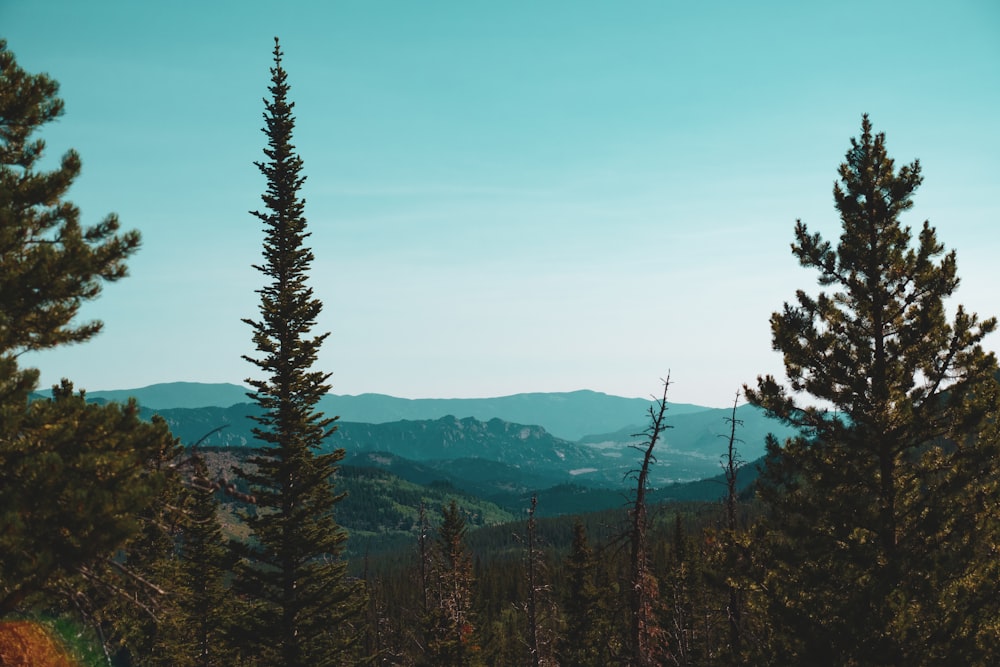 green pine trees on mountain under blue sky during daytime