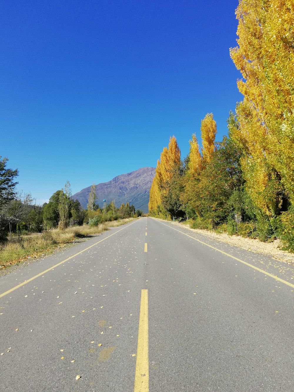 estrada de concreto cinza entre árvores verdes sob o céu azul durante o dia