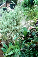 A lush collection of various plants with broad, vibrant green leaves, and some with white and green patterns. Hanging pots are visible, along with a mix of ferns, leafy shrubs, and flowering plants, creating a rich, tropical garden atmosphere.