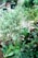 A lush collection of various plants with broad, vibrant green leaves, and some with white and green patterns. Hanging pots are visible, along with a mix of ferns, leafy shrubs, and flowering plants, creating a rich, tropical garden atmosphere.