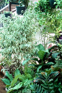 A lush collection of various plants with broad, vibrant green leaves, and some with white and green patterns. Hanging pots are visible, along with a mix of ferns, leafy shrubs, and flowering plants, creating a rich, tropical garden atmosphere.