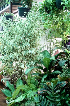 A lush collection of various plants with broad, vibrant green leaves, and some with white and green patterns. Hanging pots are visible, along with a mix of ferns, leafy shrubs, and flowering plants, creating a rich, tropical garden atmosphere.