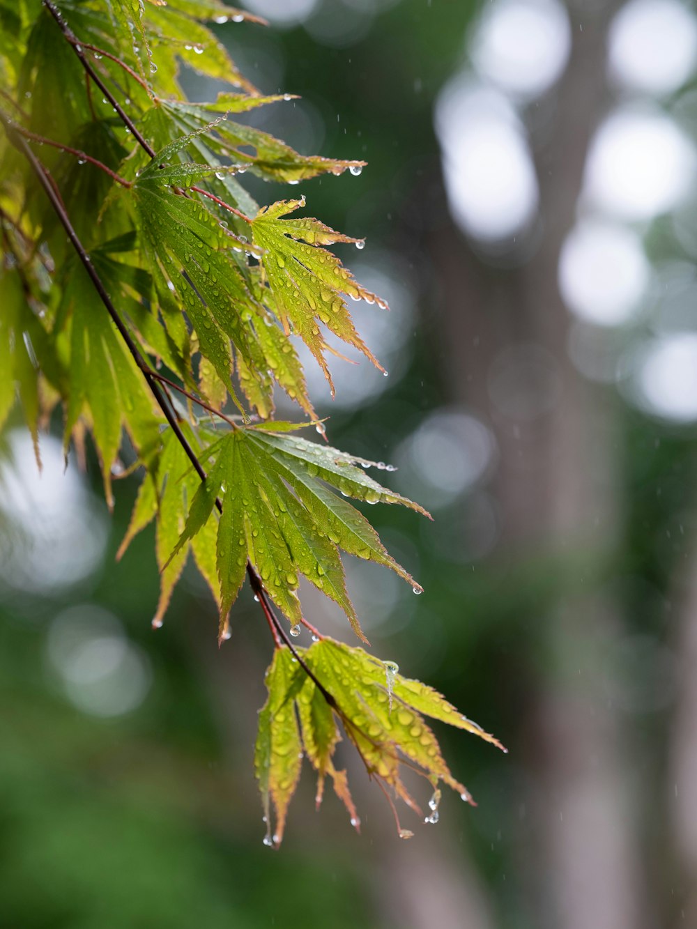 a close up of a green leaf on a tree