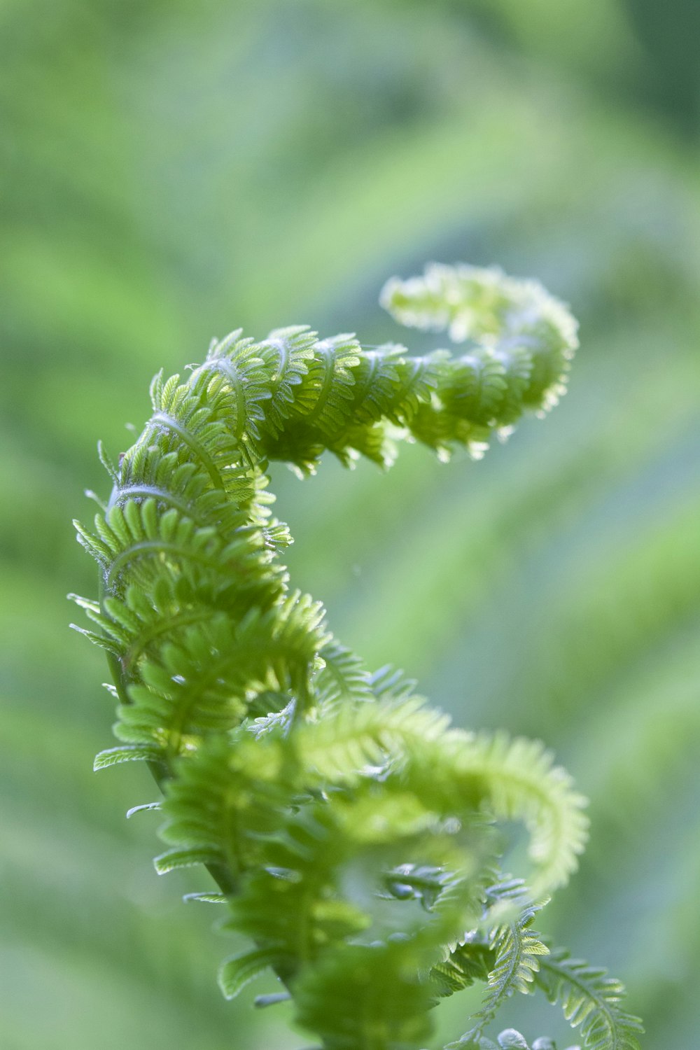 green plant in macro lens
