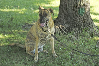 A rescued dog enjoying a calm moment under the shade of a large tree.