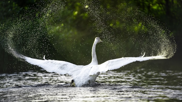 Time to fly free? Growing up, graduating and reflecting on new life adventures