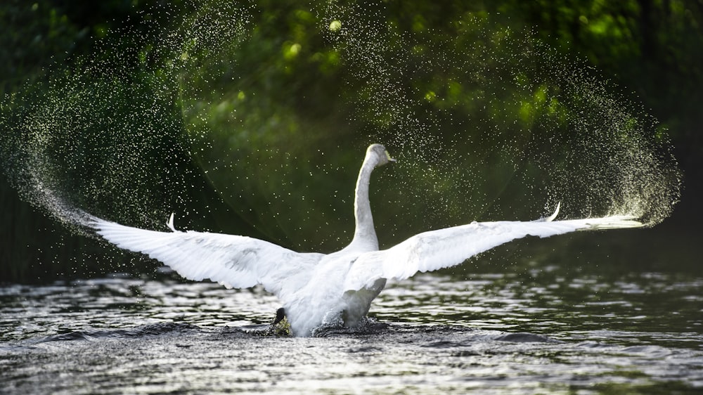 white swan on water during daytime