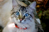 A fluffy cat modeling a custom-fitted blue hoodie with a playful expression.