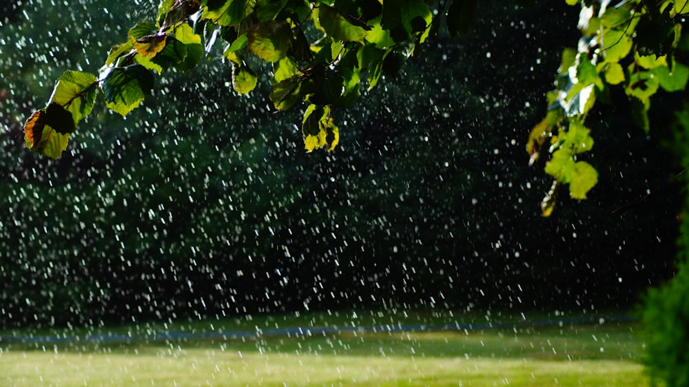 green leaves on glass window