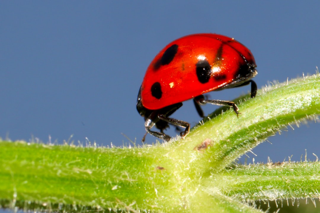 herniaria pests, aphids, red ladybug perched on green plant