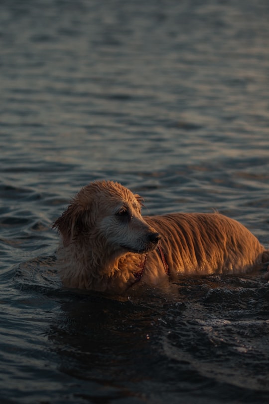 golden retriever in water during daytime in Bostancı Turkey