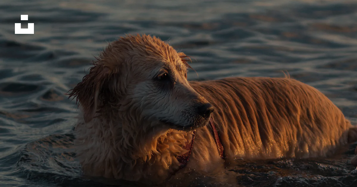 Golden Retriever en el agua durante el día foto – Imagen de Bostancı ...