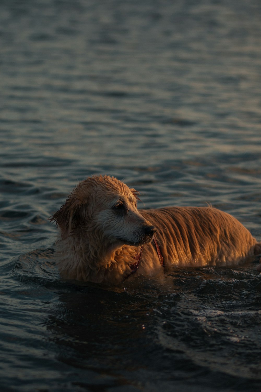 golden retriever in water during daytime