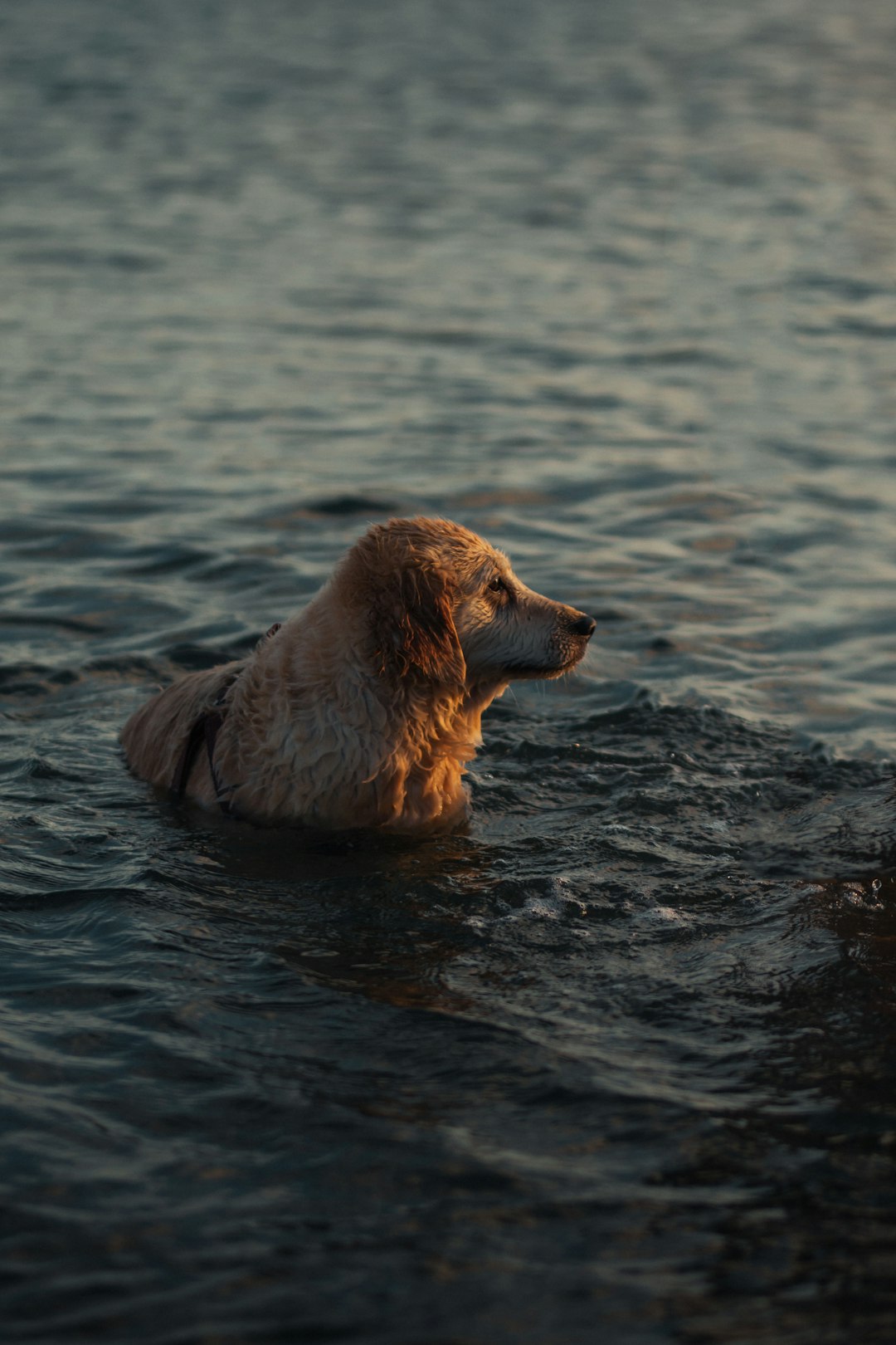 brown long coated dog in water during daytime
