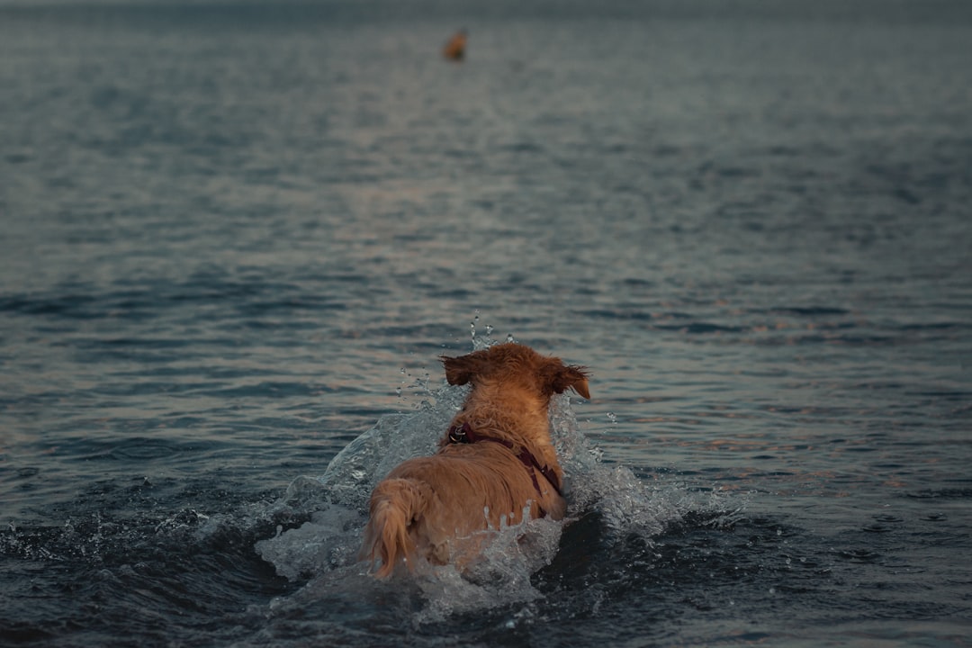 brown short coated dog on water during daytime