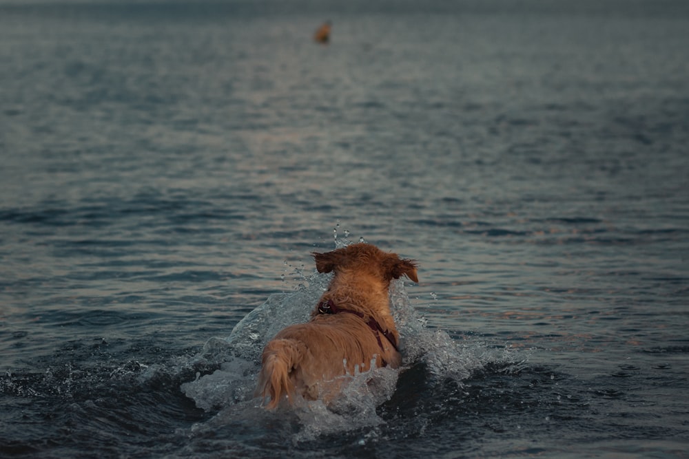 cão marrom de pelagem curta na água durante o dia