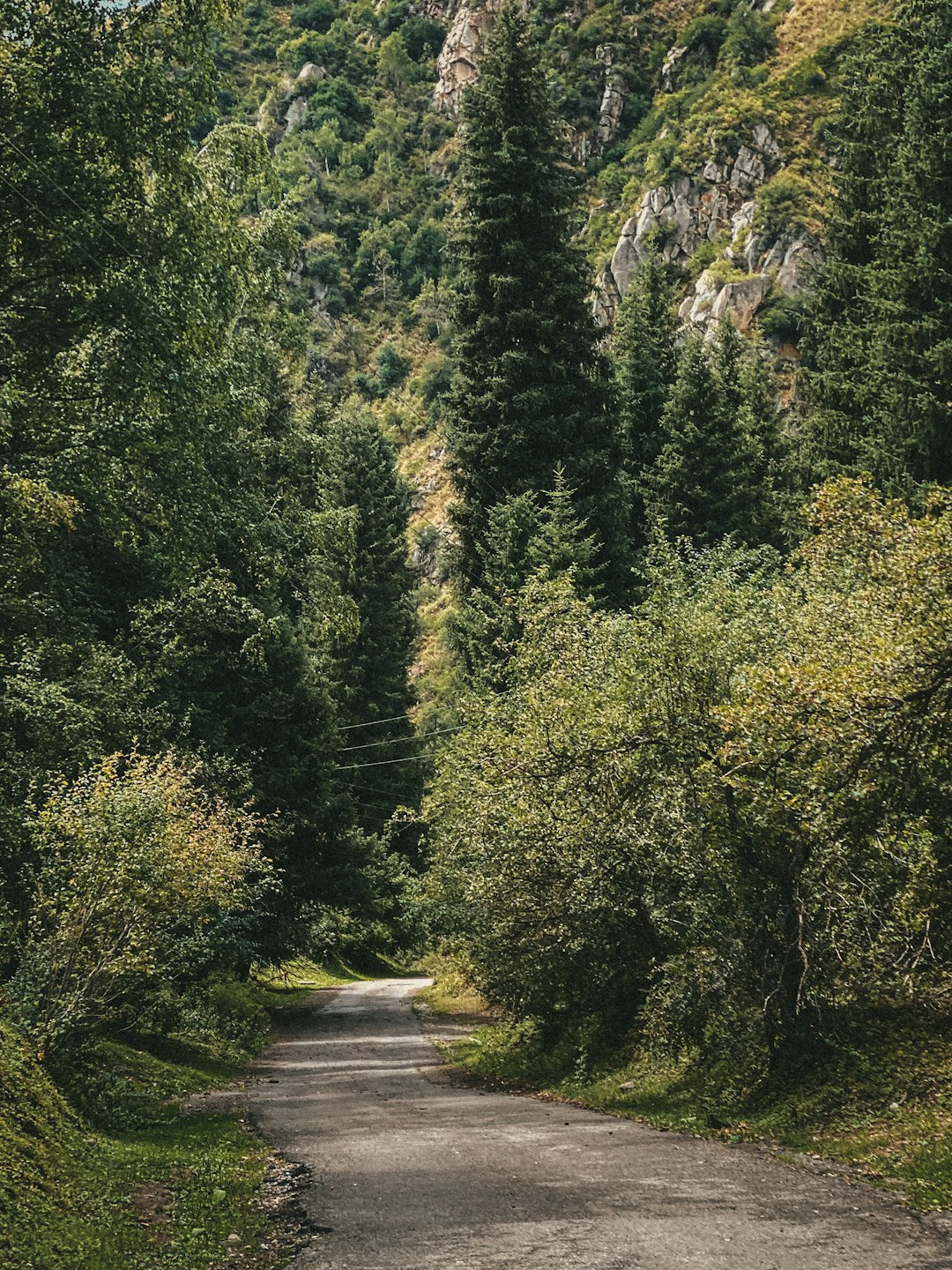 green trees near gray road during daytime