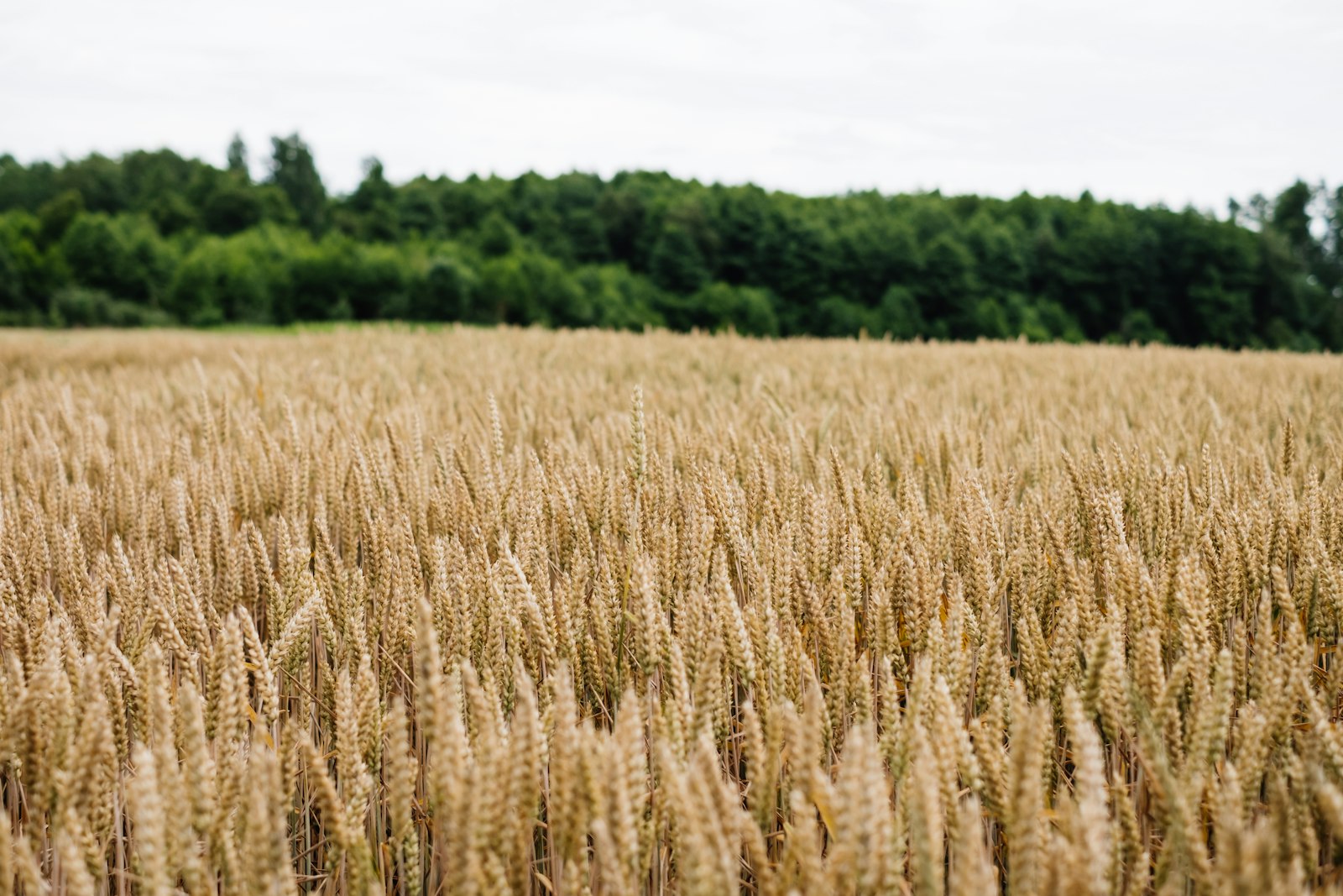 Fujifilm X-E3 sample photo. Brown wheat field during photography