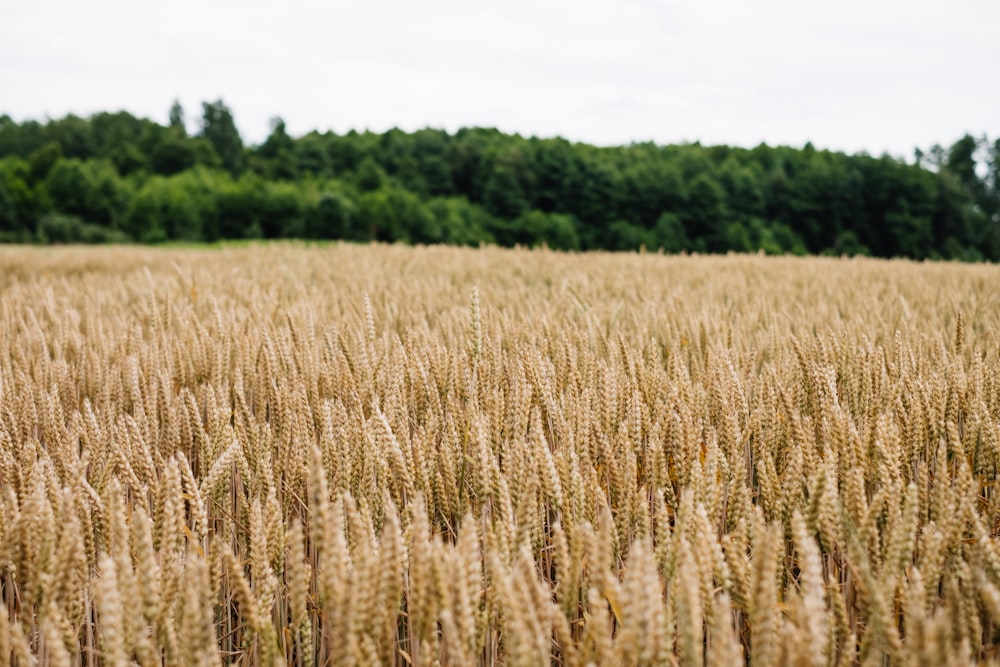 brown wheat field during daytime