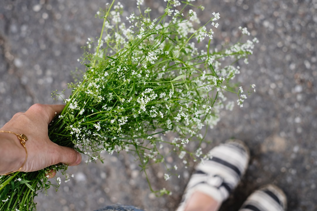 person holding green plant during daytime