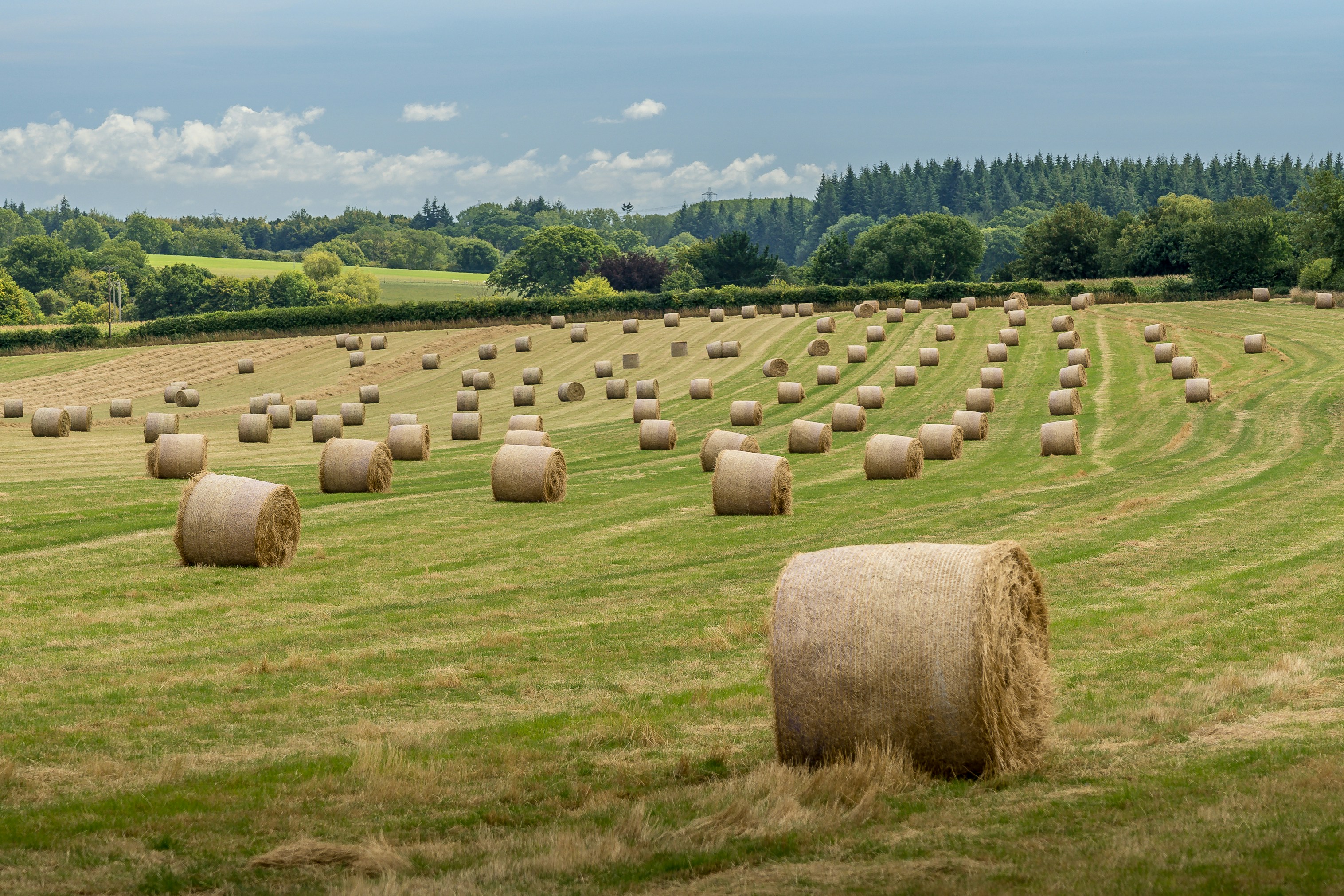 A field of golden, rolled hay bales.