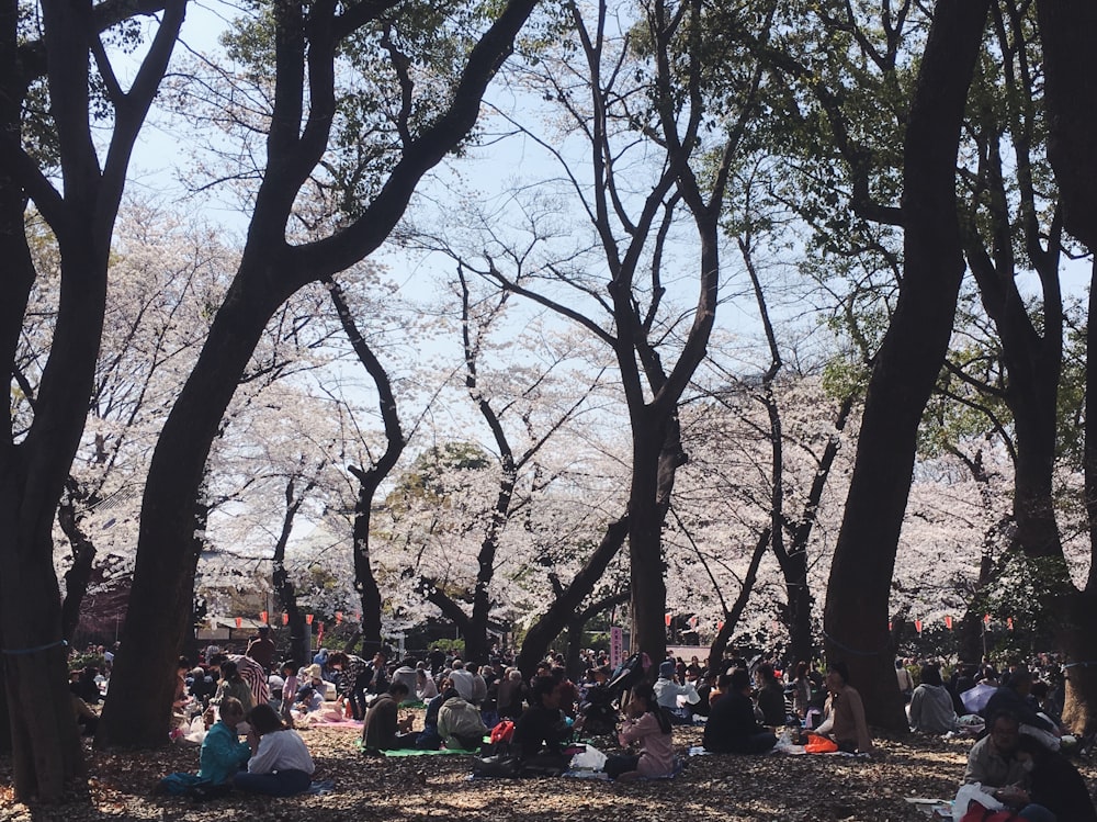 Menschen, die tagsüber auf einem grünen Rasenfeld sitzen, umgeben von Bäumen
