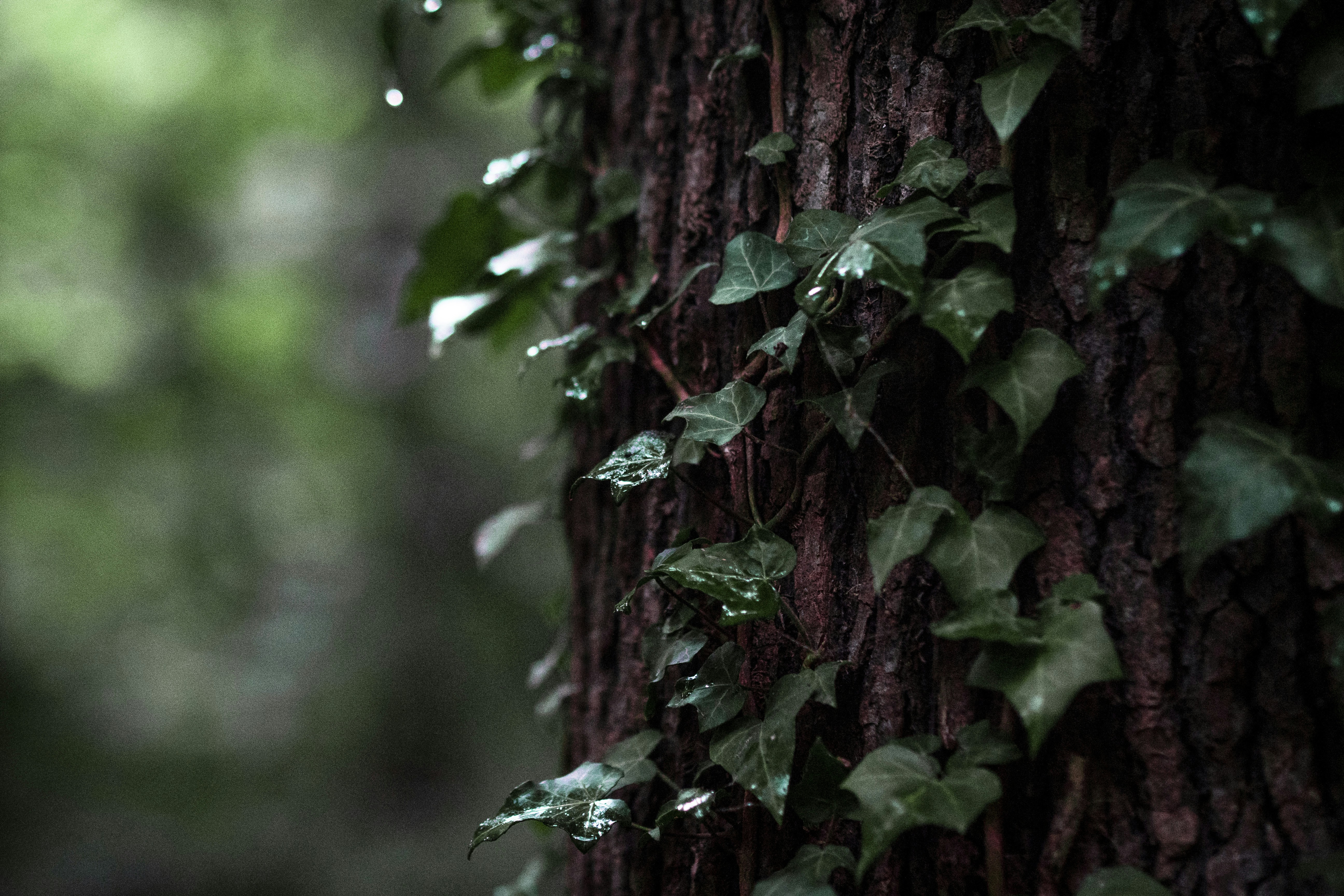 Photo by pedrotheartist