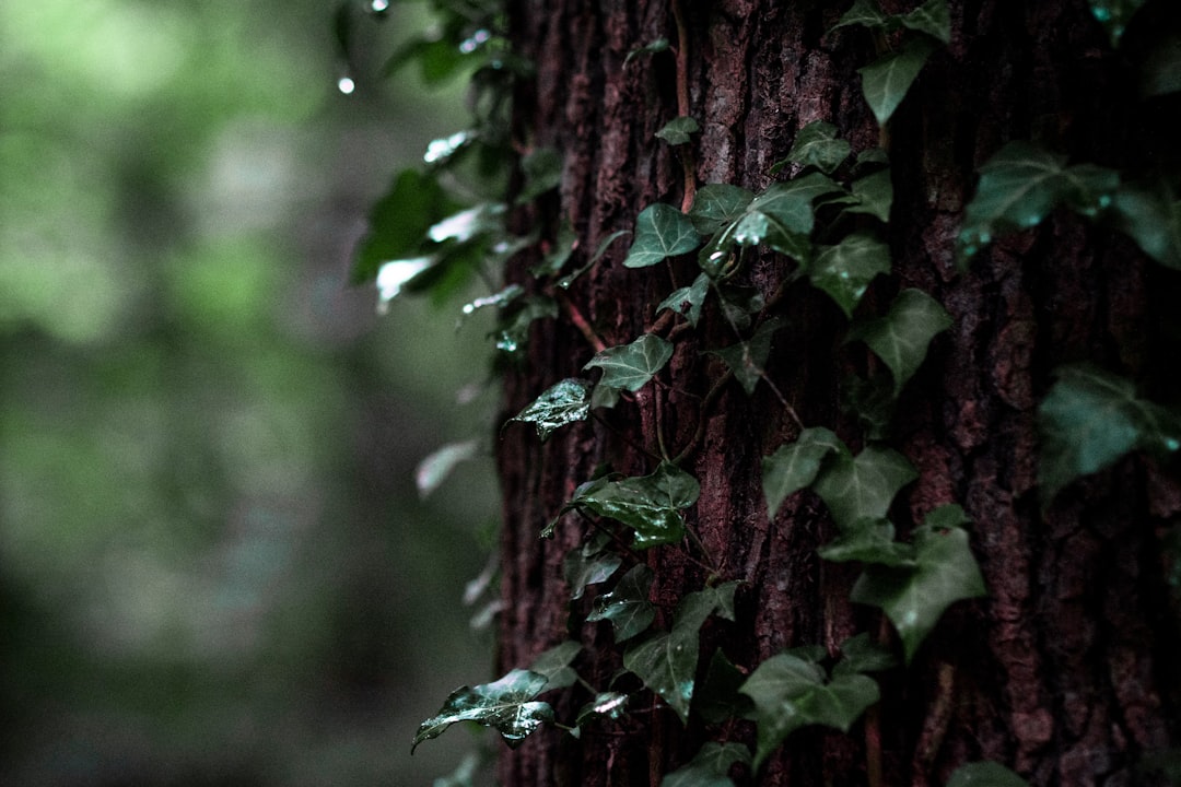 green moss on brown tree trunk