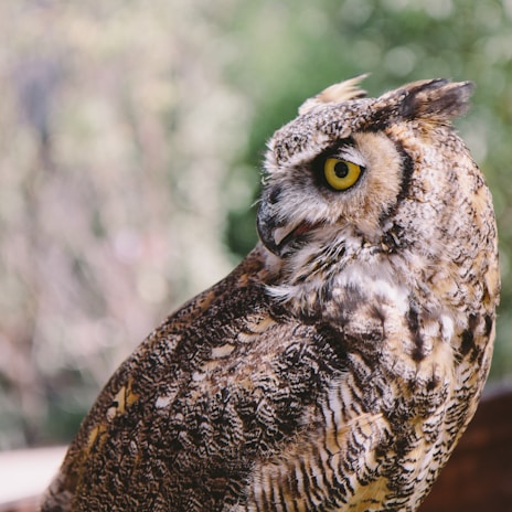 Close-up of a great horned owl perched calmly on a wooden platform at dusk.