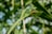 A close-up of a dragonfly resting on a long, green leaf. The dragonfly has a vibrant orange body and clear wings with hints of green and brown. The background is composed of blurred, lush greenery with dappled sunlight filtering through.