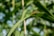 A close-up of a dragonfly resting on a long, green leaf. The dragonfly has a vibrant orange body and clear wings with hints of green and brown. The background is composed of blurred, lush greenery with dappled sunlight filtering through.