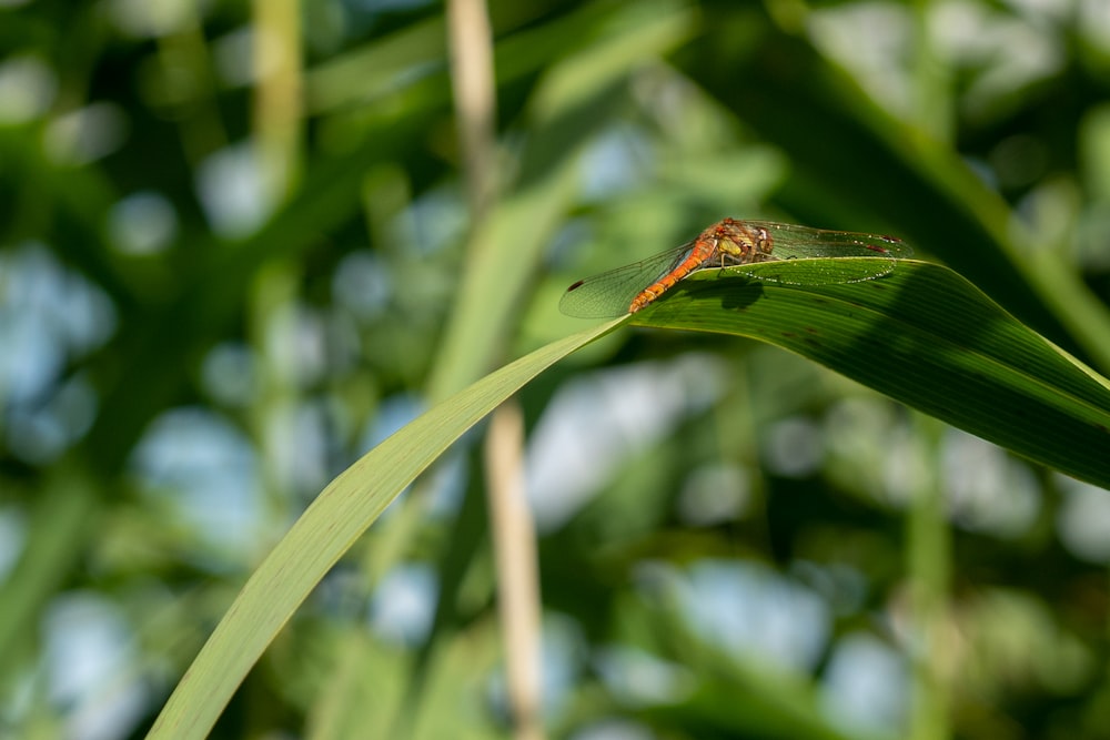 libellula marrone appollaiata su foglia verde in fotografia ravvicinata durante il giorno