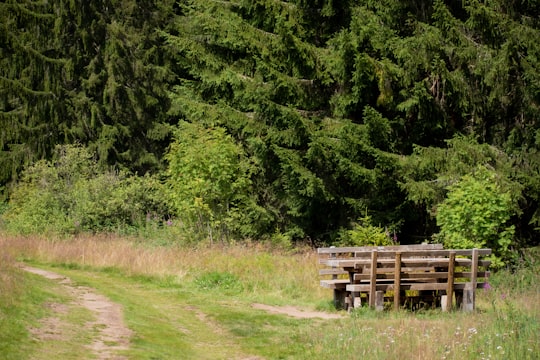 brown wooden bench on green grass field in Alsace France